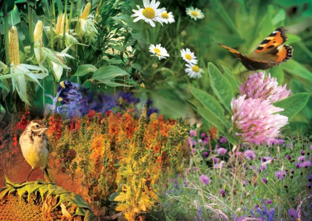 your countryside catalogue front cover