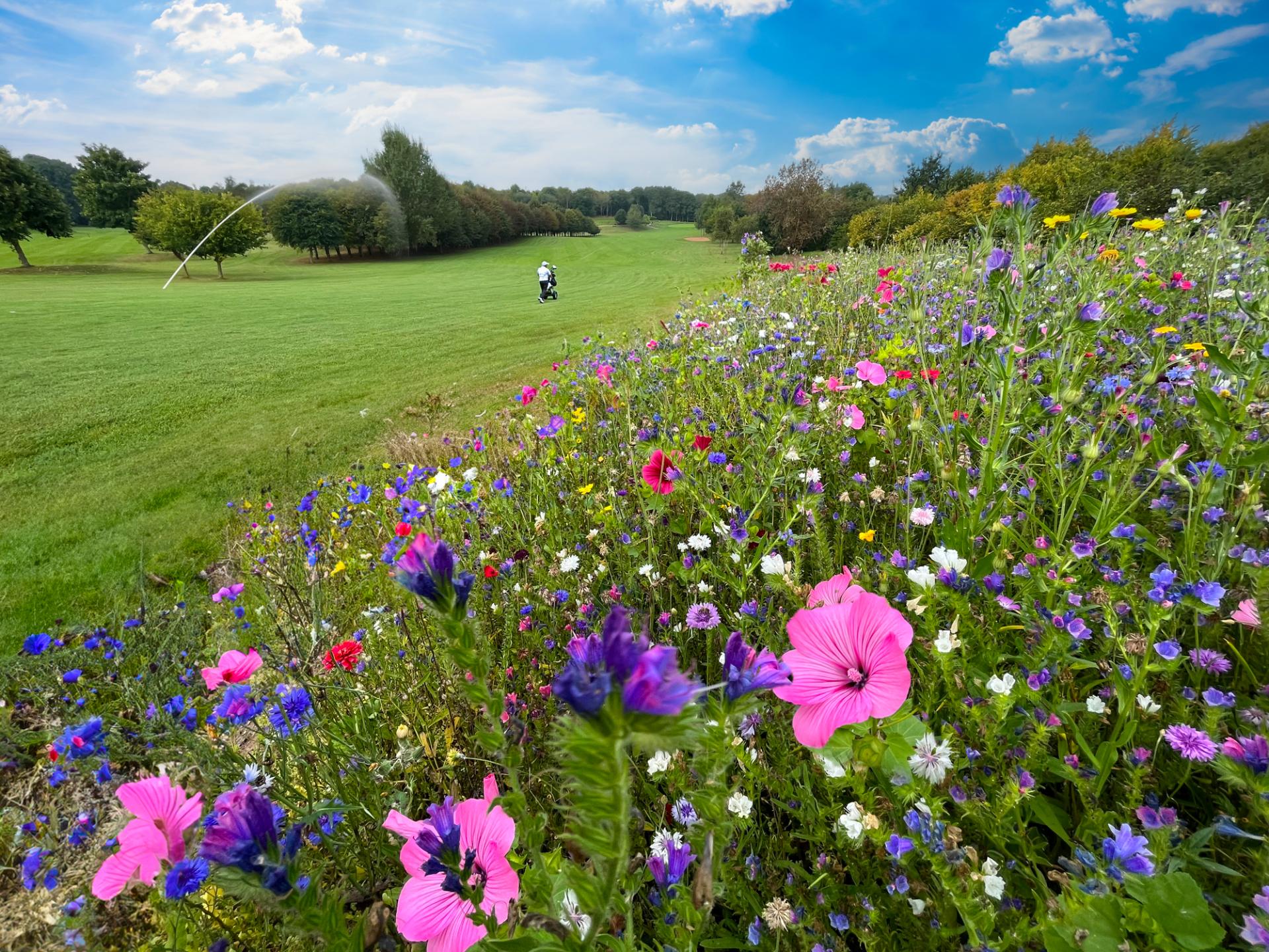 Gaudet Luce Golf Club's Wildflower Success With Colour Boost Range