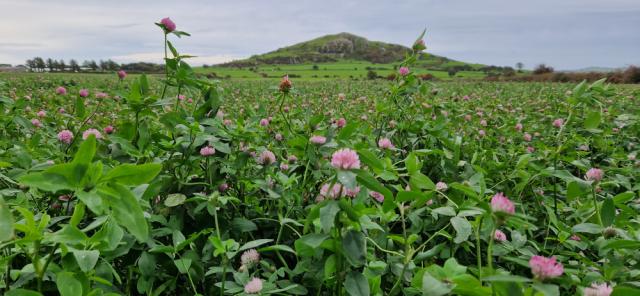 Red Clover Ley